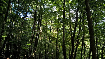 Sunlight filtering through dense green forest canopy