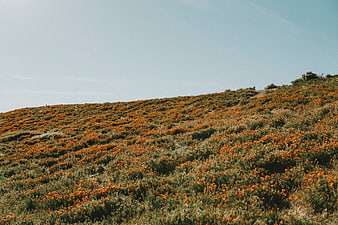 Rolling hillside covered in vibrant orange wildflowers under blue sky