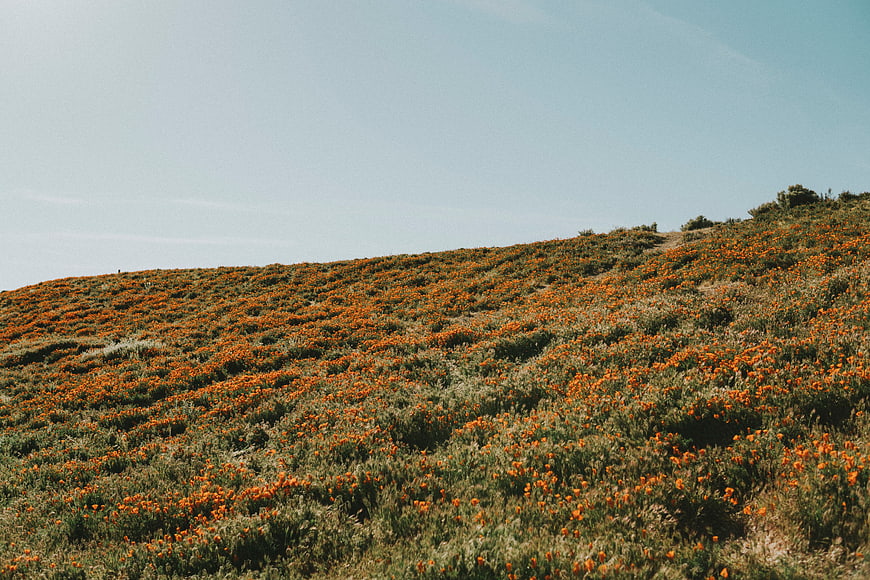 Rolling hillside covered in vibrant orange wildflowers under blue sky