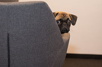 Cute fawn pug puppy peeking over grey office chair