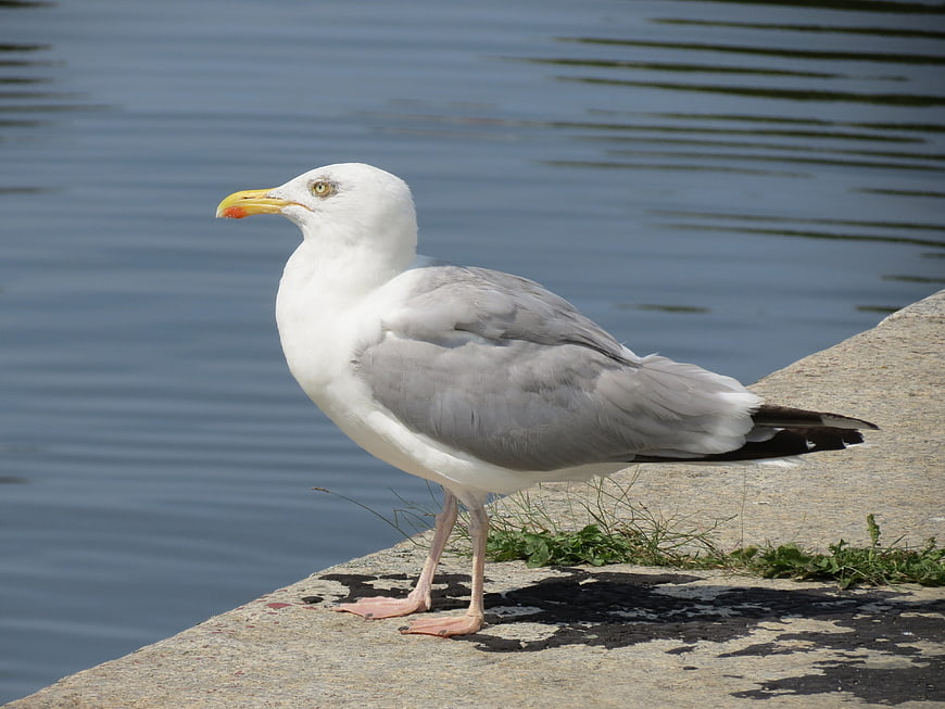 Herring Gull Standing on Concrete Edge by Water