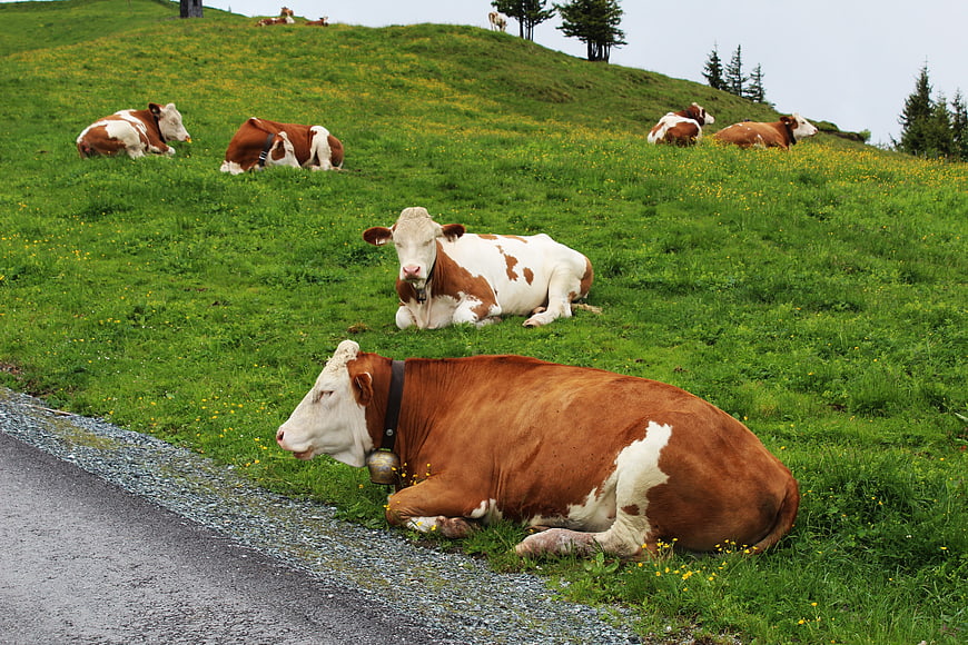 Brown and white cows resting on a green alpine meadow