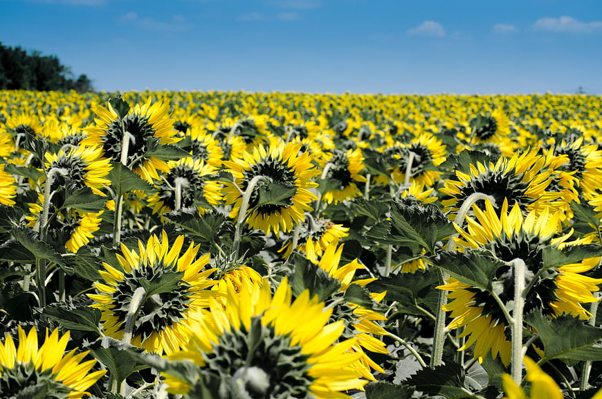 Vibrant Sunflower Field Under Blue Sky
