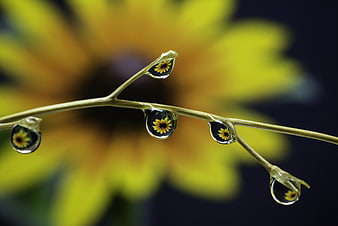 Macro photography of dewdrops reflecting a yellow flower on a stem