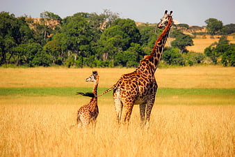 Mother and baby giraffe standing in golden African savanna grassland