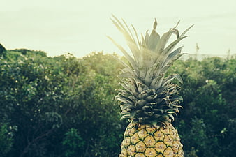 Sunlit pineapple with tropical foliage background