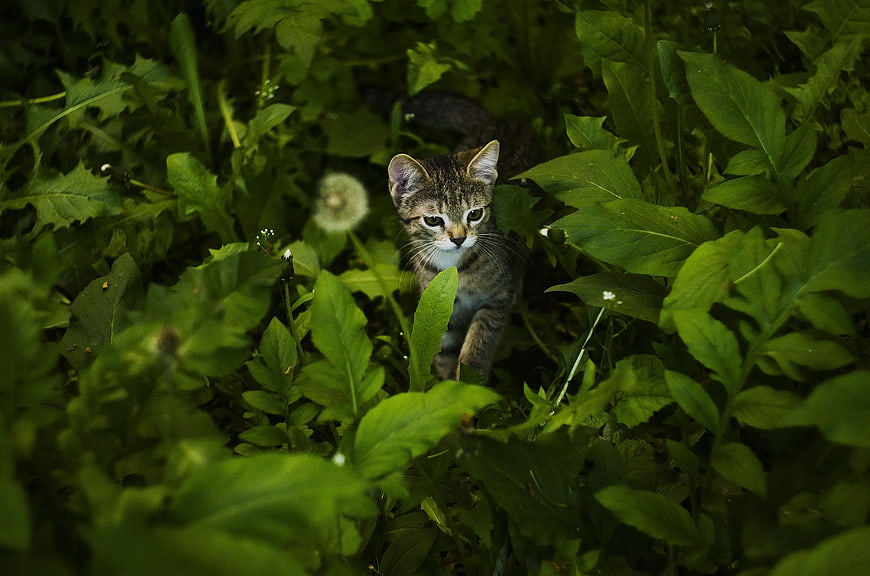 Cute Tabby Kitten Hiding in Green Garden Plants