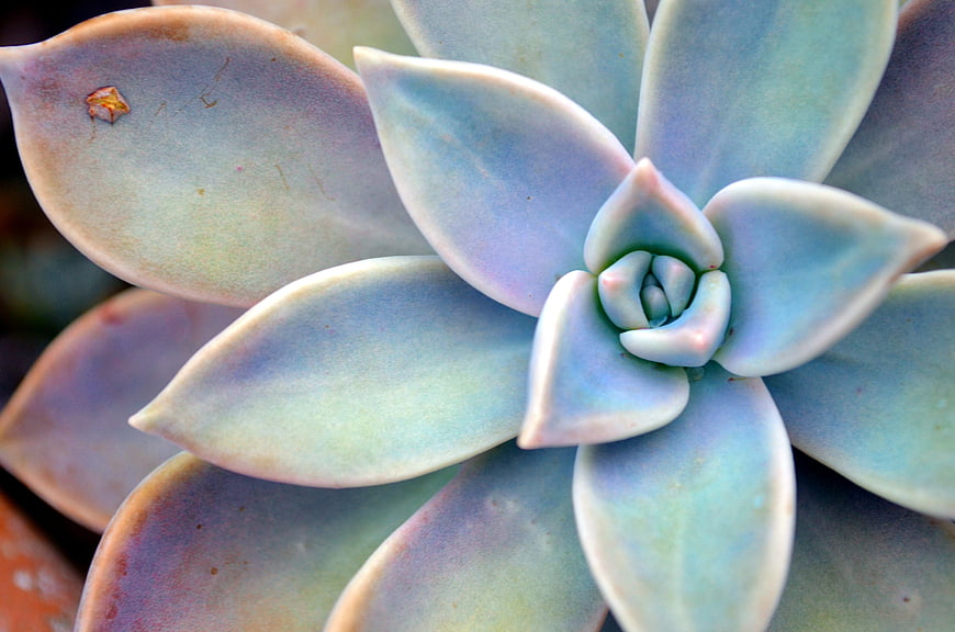 Close-up of a pastel blue and purple succulent plant rosette
