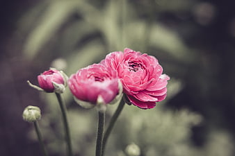 Close-up of pink ranunculus flowers with blurred green background