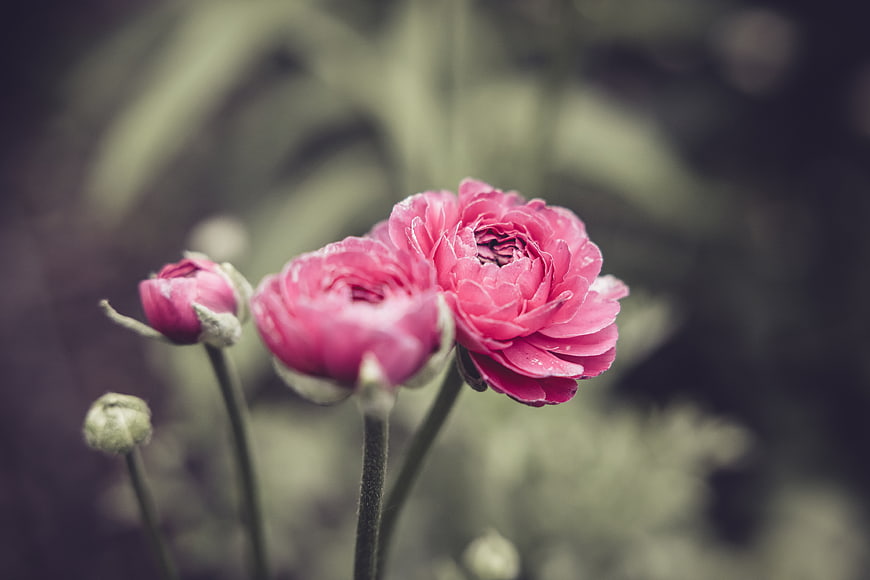 Close-up of pink ranunculus flowers with blurred green background