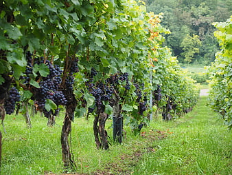 Ripe Purple Grapes Hanging on Vineyard Rows