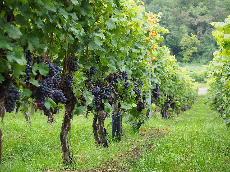 Ripe Purple Grapes Hanging on Vineyard Rows