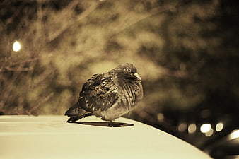 Pigeon perched on car hood at night with city bokeh