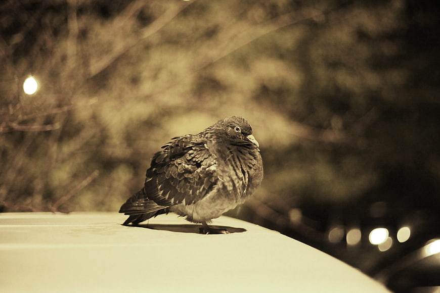 Pigeon perched on car hood at night with city bokeh