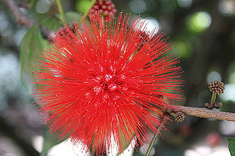 Vibrant Red Bottlebrush Flower Close-Up on Branch