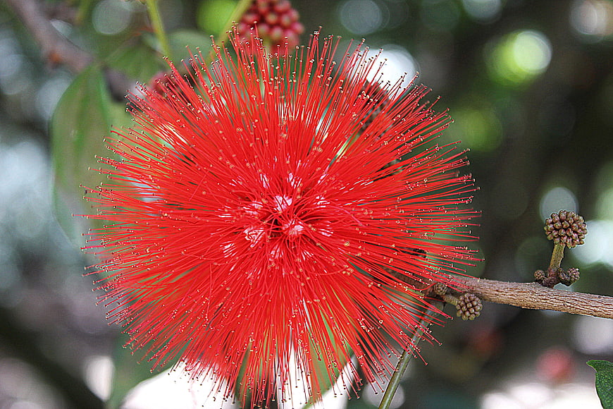 Vibrant Red Bottlebrush Flower Close-Up on Branch