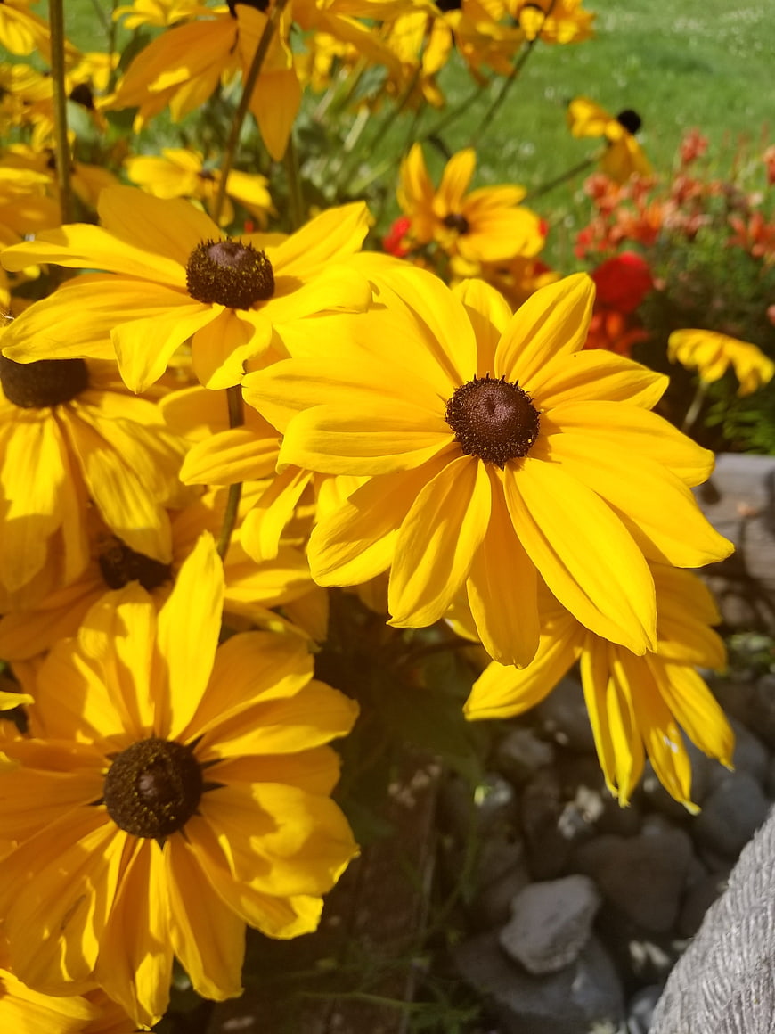 Close-up of vibrant yellow black-eyed susan flowers in garden