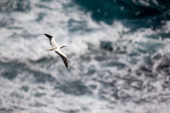 Seabird Soaring Over Turbulent Ocean Waves