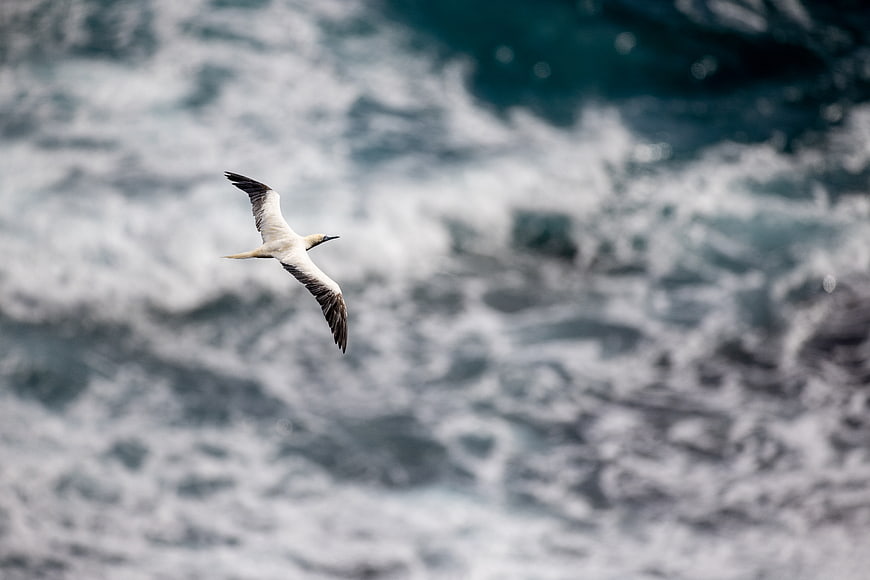 Seabird Soaring Over Turbulent Ocean Waves