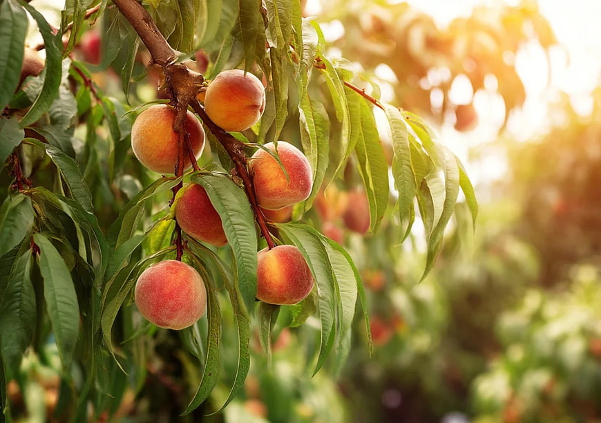 Ripe Peaches Hanging on Tree Branch in Sunlight