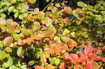 Close-up of vibrant autumn leaves transitioning from green to red