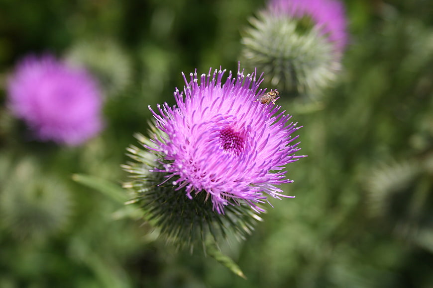 Close-up of purple thistle flower with bee on green background