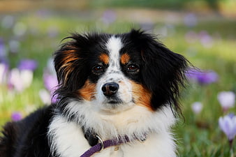 Portrait of a Tricolor Australian Shepherd in a Flower Field