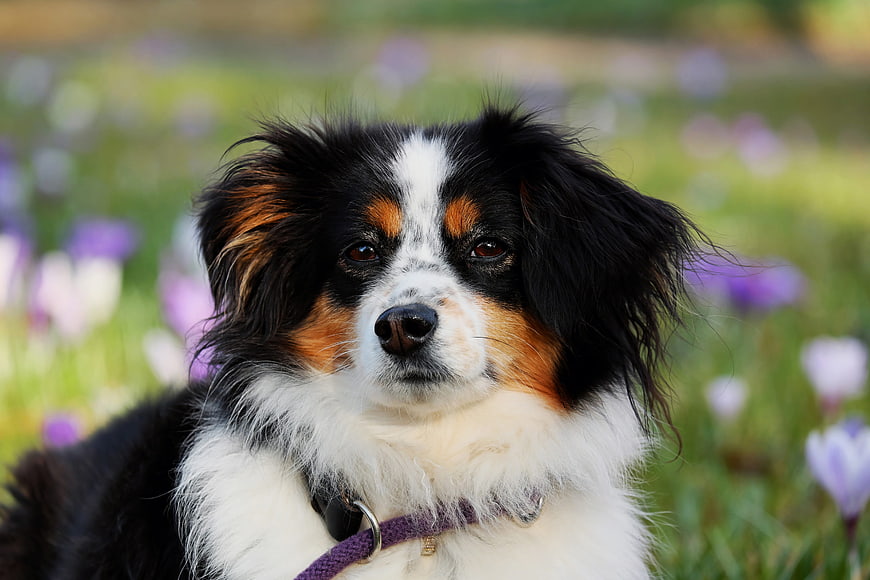 Portrait of a Tricolor Australian Shepherd in a Flower Field