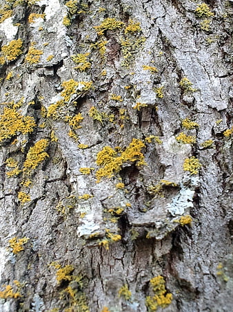 Close-up of tree bark with yellow lichen texture