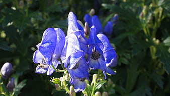 Vibrant Blue Monkshood Flowers in Natural Garden Setting