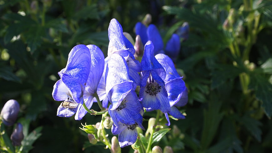 Vibrant Blue Monkshood Flowers in Natural Garden Setting