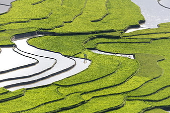 Aerial View of Vibrant Green Rice Terraces in Vietnam