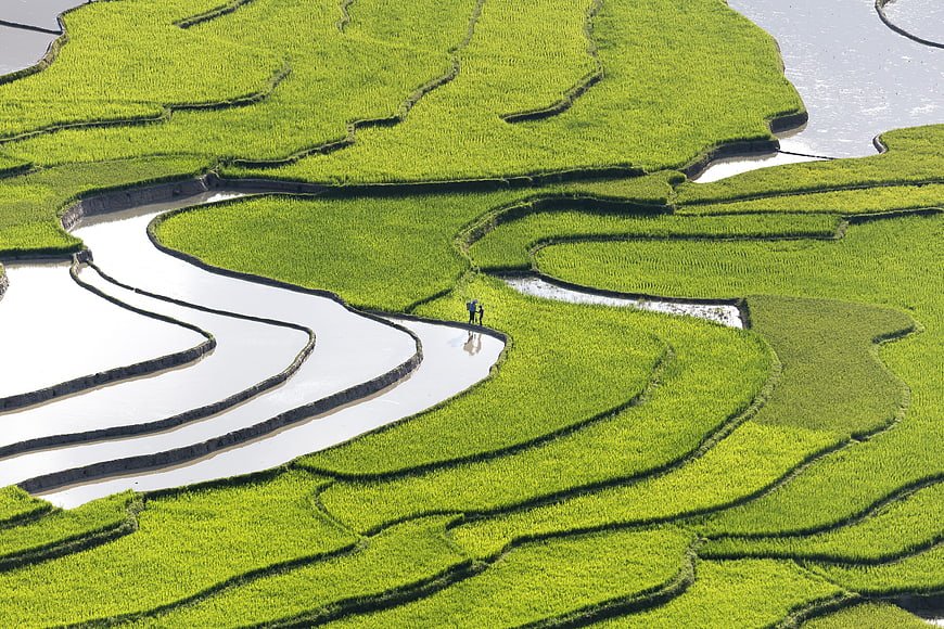 Aerial View of Vibrant Green Rice Terraces in Vietnam
