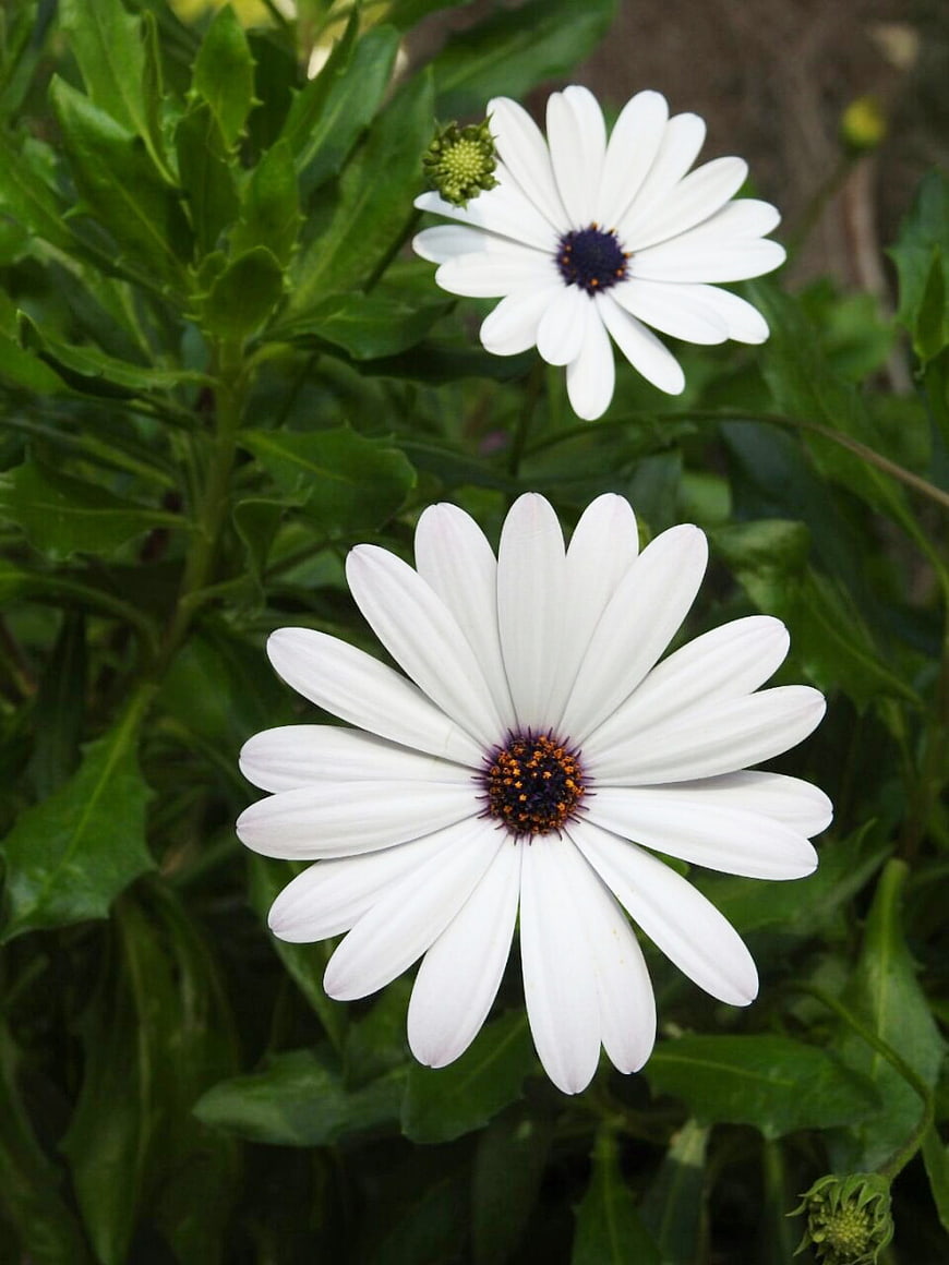 Close-up of white African daisy flowers with green leaves
