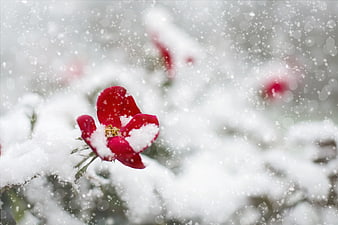 Red Rose Covered in Snow During Winter Snowfall