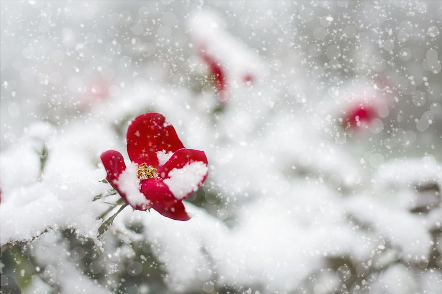 Red Rose Covered in Snow During Winter Snowfall