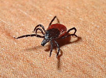 Macro close-up of a tick on human skin