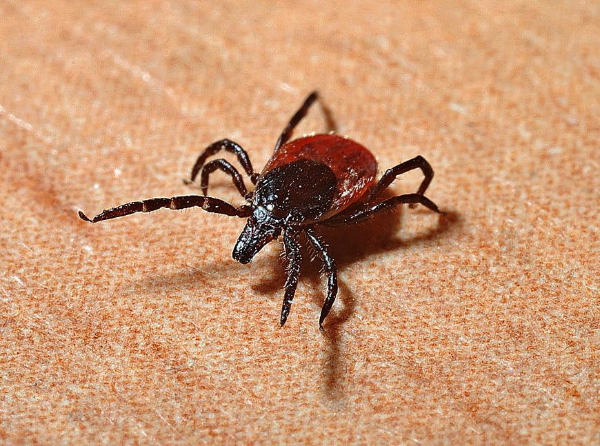 Macro close-up of a tick on human skin
