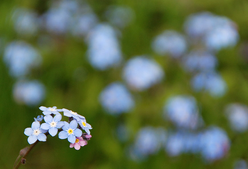 Close-up of Blue Forget-me-not Flowers with Blurred Background