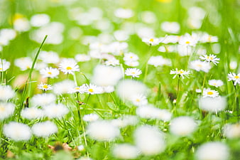 White daisies blooming in a lush green meadow