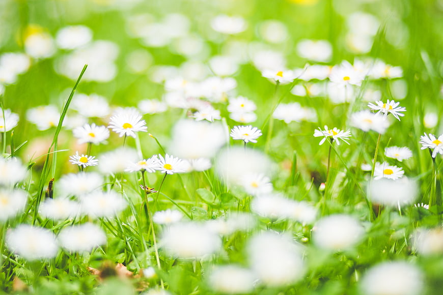 White daisies blooming in a lush green meadow