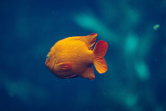 Vibrant Orange Fish Swimming in Blue Water