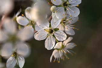 Close-up of white apple blossoms in spring sunlight
