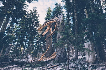 Broken tree trunk in dense evergreen forest