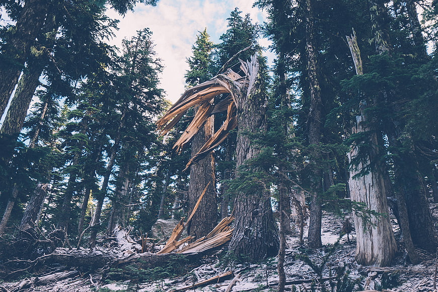 Broken tree trunk in dense evergreen forest