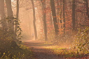 Runner jogging on misty autumn forest path in morning sunlight