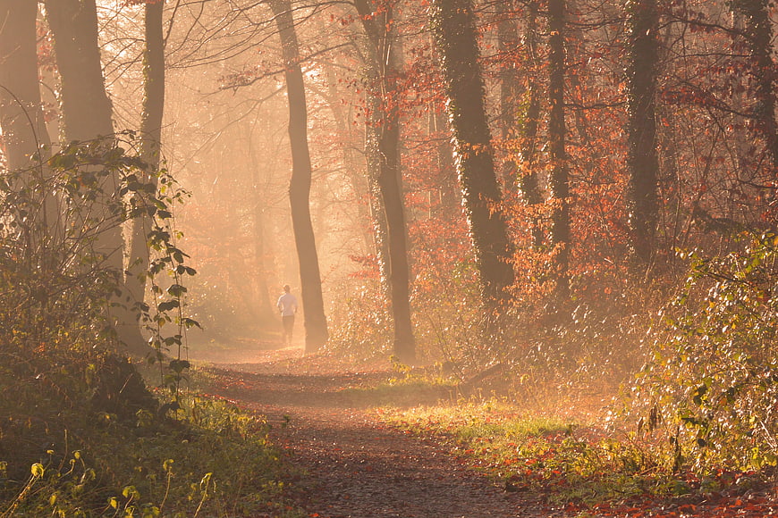 Runner jogging on misty autumn forest path in morning sunlight