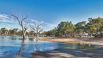 Dead Trees in Shallow Lake with Blue Sky and Forest