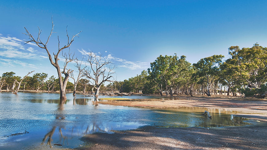 Dead Trees in Shallow Lake with Blue Sky and Forest