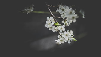 White Blossoms on Branch Against Dark Background